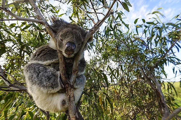 Australien  Koala