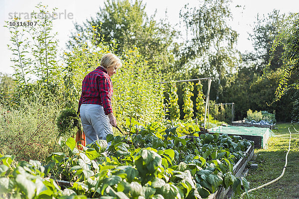 Seniorin Gartenarbeit im Gemüsebeet