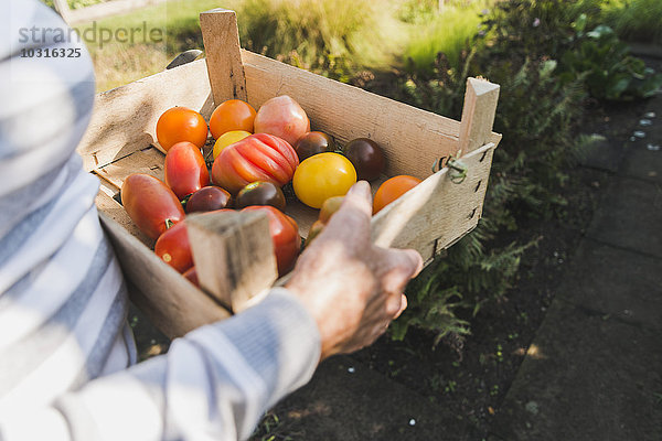Frau hält Kiste mit verschiedenen Tomaten