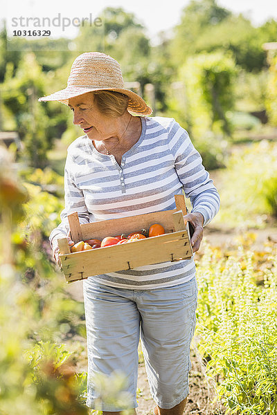 Seniorin im Garten mit einer Kiste mit verschiedenen Tomaten