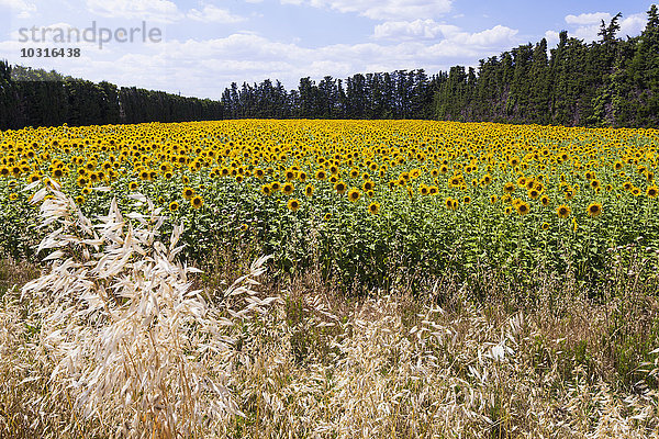 Frankreich  Provence  Blick auf Sonnenblumenfeld  Helianthus annuus