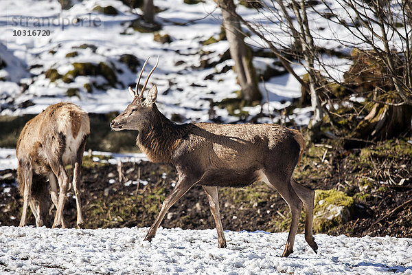 Deutschland  Berchtesgaden  Rothirsch im Winter