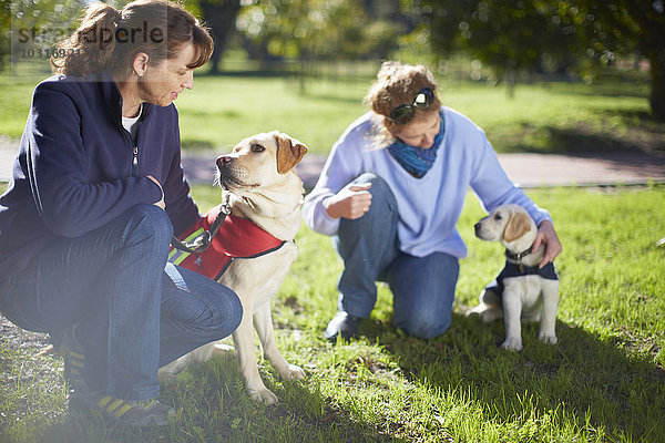 Zwei Blindenhunde bei der Hundeausbildung