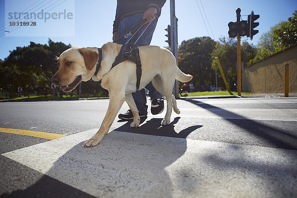 Sehbehinderter Mann beim Überqueren einer Straße mit seinem Blindenhund