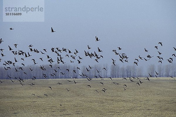 Zugvögel fliegen über ein Feld