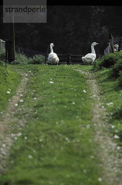 Zwei Gänse auf einem Weg