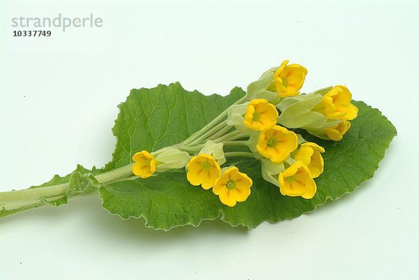 Heilpflanze - Schlüsselblume - Heilkraut - Pianta medicinale - erbe officinali - Primula odorosa -