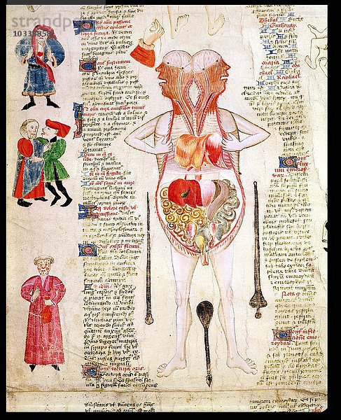 Anatomisches Diagramm  aus De arte phisicali e de cirurgia von John Arderne  1412 (Pergament)