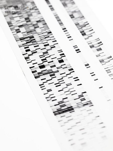 DNA-Autoradiogramm