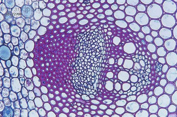 Querschnitt eines reifen Leitbündels der Sonnenblume (Helianthus)  Dikotyledon. LM