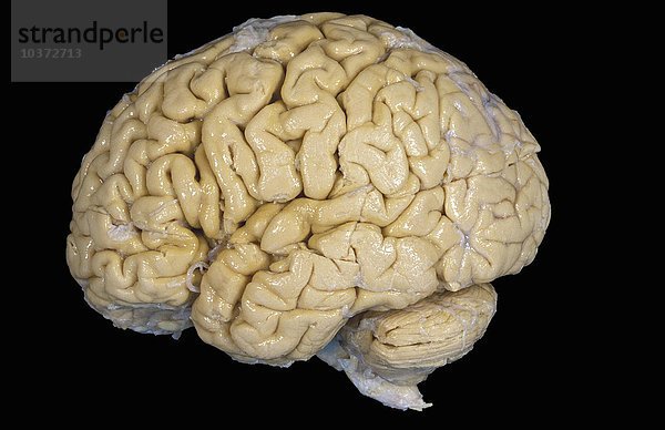 Menschliches Gehirn  seitliche Oberflächenansicht. Einige der wichtigsten Regionen des Gehirns sind das Großhirn  das Kleinhirn  die Medulla oblongata und der Hirnstamm.