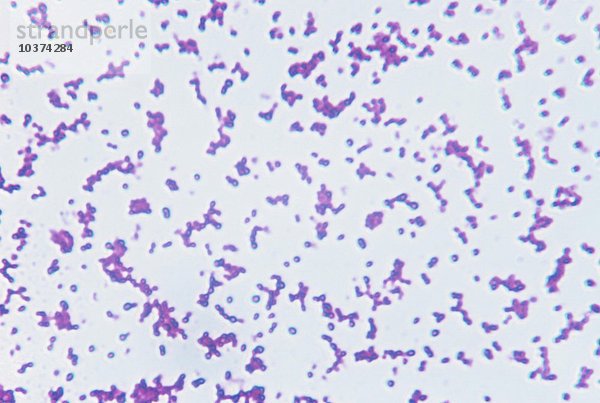 Neisseria perflava Bacteria. LM X600.