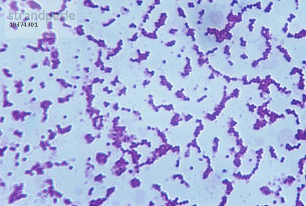 Micrococcus pyogenes Bakterium. LM X600.