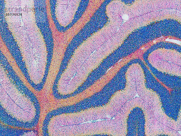 Ein Schnitt durch das Kleinhirn  das mit GFAP (Glial fibrillary acidic protein) fluoresziert wurde  um Gliazellen (grün)  Neurofilamente in Neuronen (blau) und DNA in Zellkernen (rot) zu färben. Konfokale 2-Photonen-Mikroskopie.