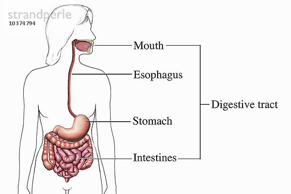 Biomedizinische Illustration des menschlichen Verdauungssystems aus der Vorderansicht  einschließlich Mund  Speiseröhre  Magen und Darm.