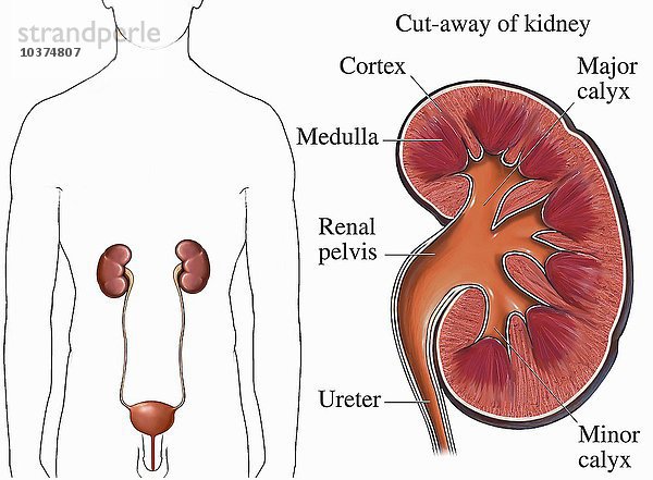 Medizinische Abbildung des männlichen Rumpfes mit der Lage der Nieren und einem detaillierten Schnitt durch eine einzelne Niere mit den wichtigsten Strukturen: Nierenrinde  Nierenmark  Nierenbecken  Hauptkelch  Nebenkelch und Harnleiter.