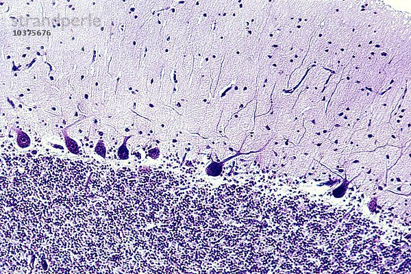 Menschliches Kleinhirn mit Purkinje-Neuronen  Nissl-Färbung. LM X35.