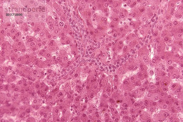 Menschliches Lebergewebe mit den Ursprüngen des Gallengangs. LM X95