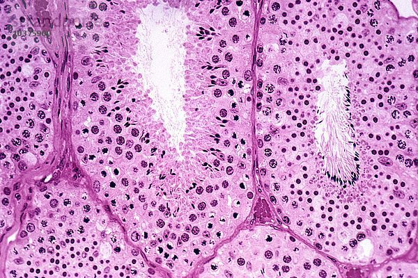 Hodenkanälchen  Spermien  Leydig-Zellen und Blutgefäße. LM X64