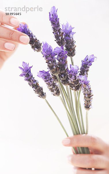 Lavendel