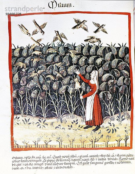 Frau  die ihre Hirseernte vor den Vögeln schützt  13. Jahrhundert (Pergament)