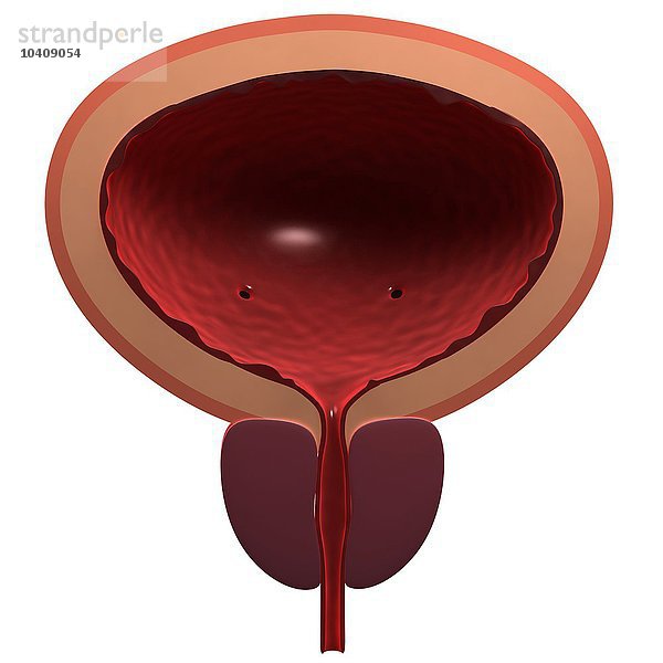 Gesunde männliche Blase  Kunstwerk