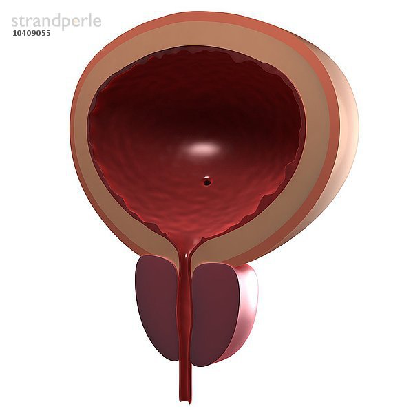 Gesunde männliche Blase  Kunstwerk