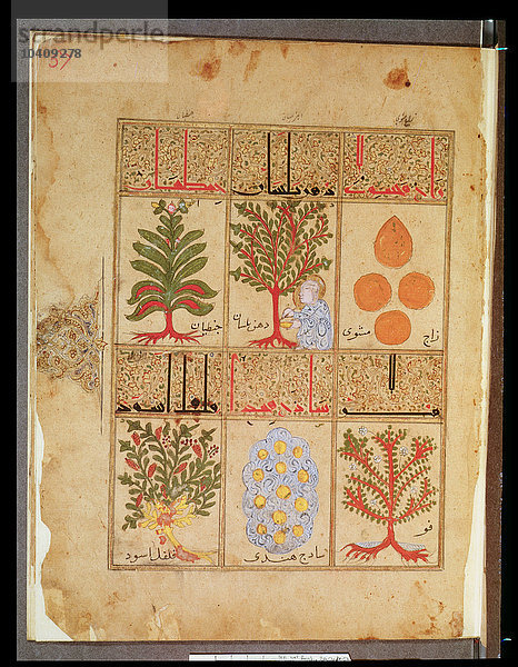 Islamische Schule  (13. Jh.) Ms. Arabe 2964 fol.57 Heilpflanzen für den Theriak  aus Traktat des Theriak nach Galien  1217 (Pergament)