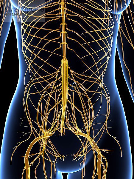 Nervensystem  Kunstwerke
