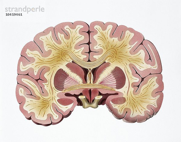Nervensystem  Frontalschnitt des Gehirns  Zeichnung