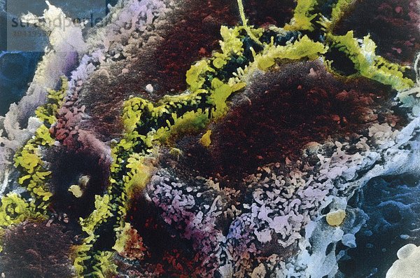 Menschliches Verdauungssystem  Leber  Leberzellen mit Gallenkanälchen unter dem Mikroskop
