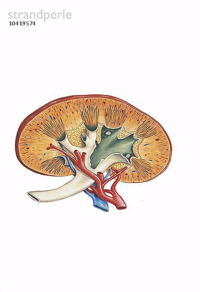 Illustration einer Niere  Schnitt