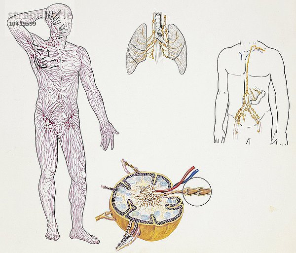 Illustration des Lymphgefäßsystems