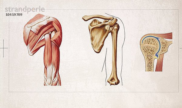 Medizinische Illustration des Bewegungsapparats mit Skelett  Muskeln und Schultergelenk  Zeichnung