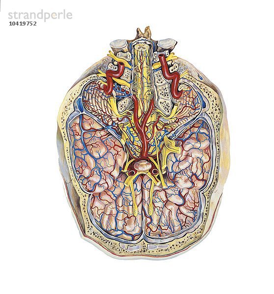 Abbildung des Enzephalons oder menschlichen Gehirns  von unten