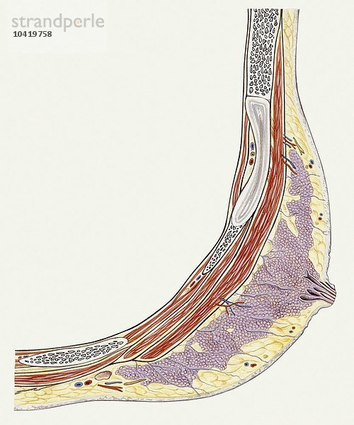 Medizin: Menschlicher Körper  Weibliche Brust  Querschnitt  Illustration