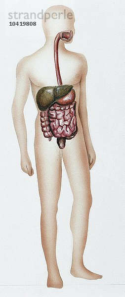 Illustration des menschlichen Verdauungssystems