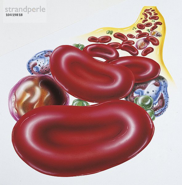 Illustration von Blutzellen