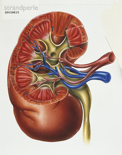 Illustration einer Niere