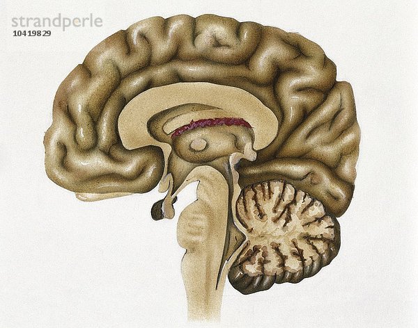 Illustration eines Querschnitts durch das menschliche Gehirn