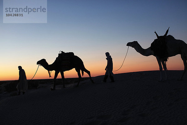 Kameltreiber in der Abenddämmerung in der Wüste Sahara.