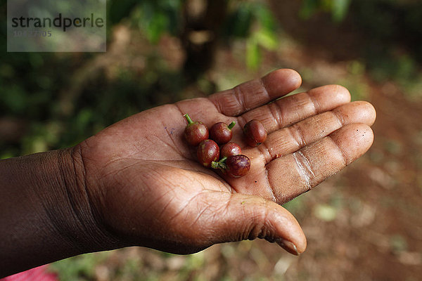 Janet Karimi  die Kaffeebohnen zeigt  ist seit 2007 Kundin der KWFT Microfinance. Derzeit bedient sie einen Kredit von 100.000 KS