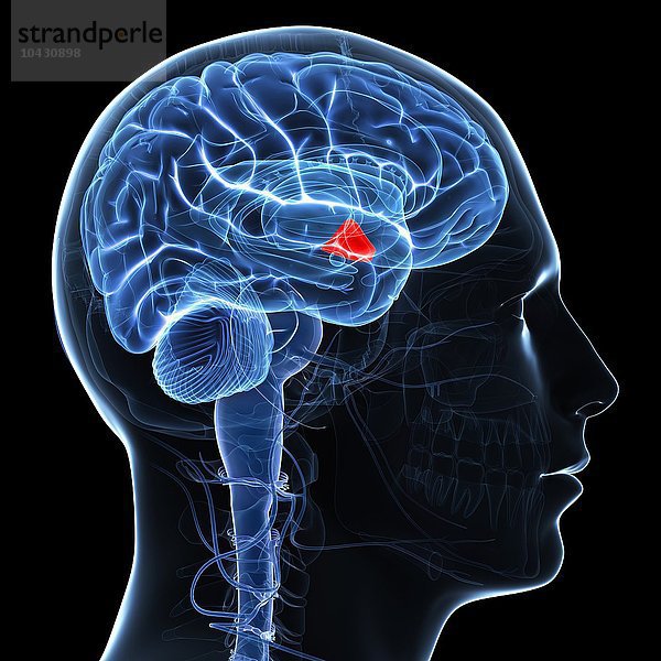 Hypothalamus. Computergrafik des Gehirns mit Darstellung des Hypothalamus (rot). Der Hypothalamus hat eine Reihe von Funktionen  darunter die Verbindung zwischen dem Nervensystem und dem endokrinen System und die Regulierung der Homöostase.