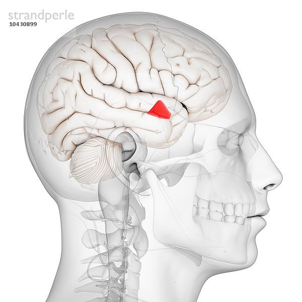 Hypothalamus. Computergrafik des Gehirns mit Darstellung des Hypothalamus (rot). Der Hypothalamus hat eine Reihe von Funktionen  darunter die Verbindung zwischen dem Nervensystem und dem endokrinen System und die Regulierung der Homöostase.