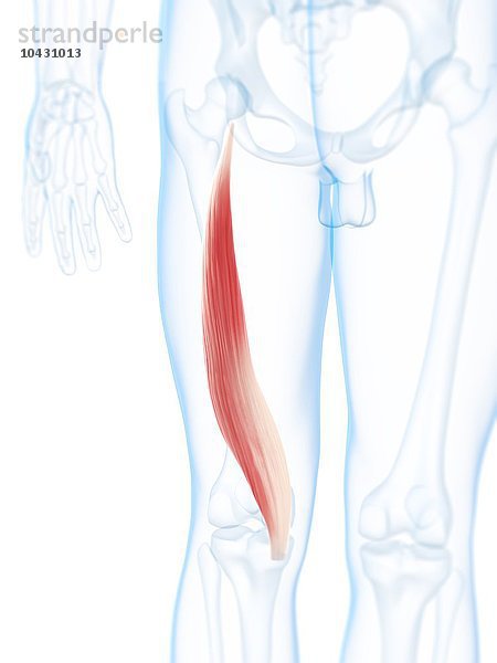 Oberschenkelmuskel. Computergrafik des Musculus semimembranosus.