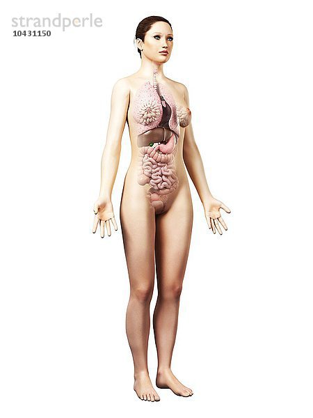 Weibliche Anatomie  Computergrafik.