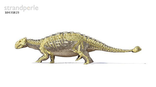 Skelett eines Ankylosauriers  Computergrafik. Dieser schwer gepanzerte Dinosaurier lebte im frühen Mesozoikum  in der Jura- und Kreidezeit  vor etwa 125 bis 65 Millionen Jahren. Er war ein pflanzenfressender Dinosaurier  und der Stachelpanzer diente als Schutz gegen fleischfressende Dinosaurier. Ankylosaurier besaßen auch einen schweren keulenartigen Schwanz  mit dem sie Angreifer an den Beinen verletzen konnten. Ein ausgewachsener Ankylosaurier konnte 6 bis 9 Meter lang sein und über 6 Tonnen wiegen... Ankylosaurier-Skelett  Kunstwerk