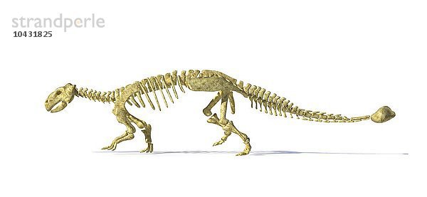 Skelett eines Ankylosauriers  Computergrafik. Dieser schwer gepanzerte Dinosaurier lebte im frühen Mesozoikum  in der Jura- und Kreidezeit  vor etwa 125 bis 65 Millionen Jahren. Er war ein pflanzenfressender Dinosaurier  und der Stachelpanzer diente als Schutz gegen fleischfressende Dinosaurier. Ankylosaurier besaßen auch einen schweren keulenartigen Schwanz  mit dem sie Angreifer an den Beinen verletzen konnten. Ein ausgewachsener Ankylosaurier konnte 6 bis 9 Meter lang sein und über 6 Tonnen wiegen... Ankylosaurier-Skelett  Kunstwerk