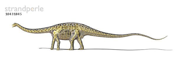 Diplodocus Dinosaurierskelett  Computergrafik. Diplodocus war ein riesiger pflanzenfressender Dinosaurier  der eine Länge von bis zu 35 Metern erreichen konnte. Es wird angenommen  dass er zum Schutz vor Raubtieren in Herden lebte. Diplodocus lebte im späten Jura  vor 155 bis 145 Millionen Jahren  auf dem Gebiet des heutigen Nordamerikas. Diplodocus Dinosaurierskelett  Kunstwerk