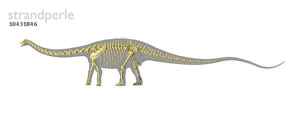 Diplodocus Dinosaurierskelett  Computergrafik. Diplodocus war ein riesiger pflanzenfressender Dinosaurier  der eine Länge von bis zu 35 Metern erreichen konnte. Es wird angenommen  dass er zum Schutz vor Raubtieren in Herden lebte. Diplodocus lebte im späten Jura  vor 155 bis 145 Millionen Jahren  auf dem Gebiet des heutigen Nordamerikas. Diplodocus Dinosaurierskelett  Kunstwerk